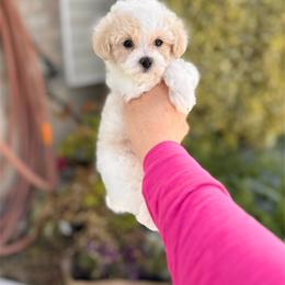 Maltipoo Puppies from Gem Puppies