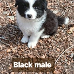 Black Male - Black male Border Collie puppy in Gloucester, Virginia from Peachy Keen Border Collies