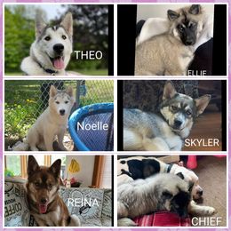 Siberian Husky Puppies from Harrington's Huskies