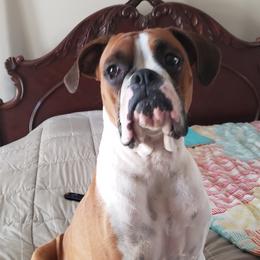 Boxers from Mischievous Boxers