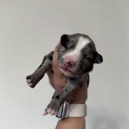Australian Shepherd Puppies from Sun Kissed Aussies