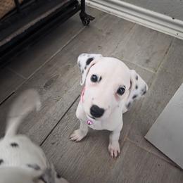 Suki - White and black female Dalmatian puppy in Killeen, Texas from America's Dalmatian Friends
