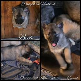 Beca - Agouti and white female Siberian Husky puppy in Bloomfield, Indiana from Paiges lil huskies