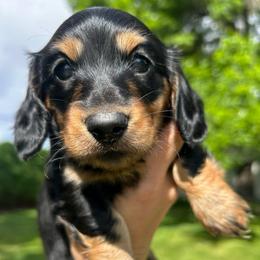 Black and Tan - Black and tan female Dachshund puppy in Nampa, Idaho from Long_and_Low_Dachshunds