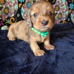 Brodie - Dapple male Dachshund puppy in Klamath Falls, Oregon from Luvindoxys4u