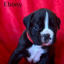 Boxer Puppies from Vincent's Pride Boxers