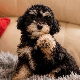 Prince Precious - Phantom male Poodle puppy in Chattanooga, Tennessee from Joy-Fur Puppies