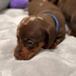 Bruno - Dapple male Dachshund puppy in Clovis, California from Lil Sausage Co