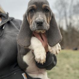 Basset Hound Puppies from Central Kentucky Basset Hounds