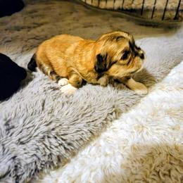 Ash - Red male Lhasa Apso puppy in Hillsboro, Oregon from Luv-N-Laughter Lhasa Apsos