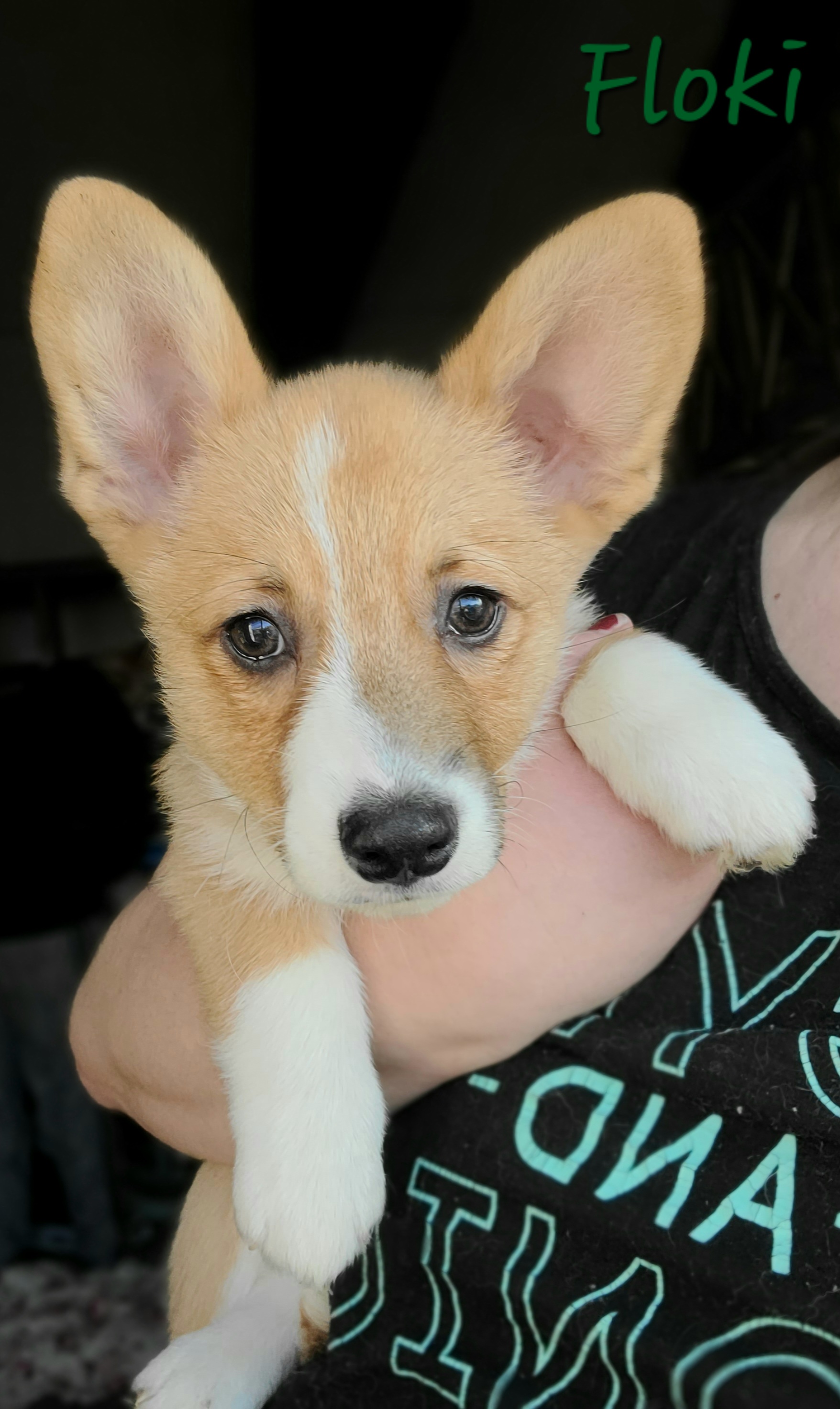 Boy 2 - Pembroke Welsh Corgi puppy in Bates City, Missouri from Penny Lane Corgis