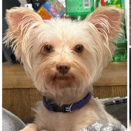 Morkies and Yorkshire Terriers from Moody’s Morkies and More