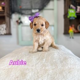 Aubie - Cream female Goldendoodle puppy in West Haven, Utah from Split Mountain Doodles