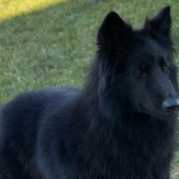 Chiminee - Belgian Sheepdog