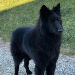 Chiminee - Belgian Sheepdog