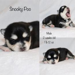 Snooky Poo - Black and white male Pomsky puppy in Denham Springs, Louisiana from Bayouland Pomskies