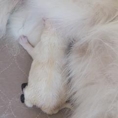 American Eskimo Dog Puppies from Diamond Storm Eskies