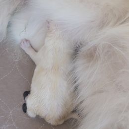 American Eskimo Dog Puppies from Diamond Storm Eskies