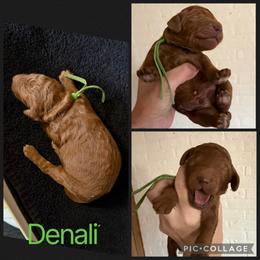 Denali - Red  male Poodle puppy in Mount Vernon, Illinois from AMC Poodles