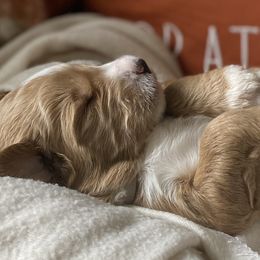 Goldendoodles from Royal Goldendoodles