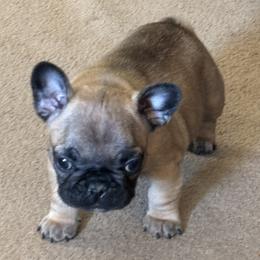 Precious - Blue fawn female French Bulldog puppy in Alabama from Southern Bulldogs