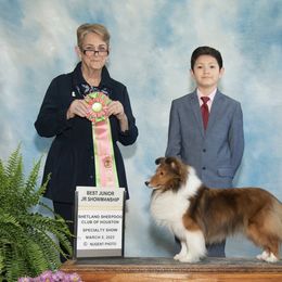 Sophia - Shetland Sheepdog