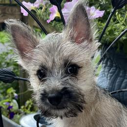Cairn Terriers and Pembroke Welsh Corgis from Rose Brier Pembroke Welsh Corgis