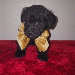 HAVEN - Black male Maltipoo puppy in Palmdale, California from J Designer Puppies