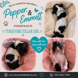 Turquoise Collar Girl- black Tri - Parti female Poodle puppy in Charlo, Montana from Heavenly Hilltop Farm