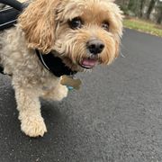 Cavachon, Cavalier King Charles Spaniel, and Cocker Spaniel All Grown Up from Walnut Grove Cavaliers