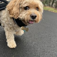 Cavachon, Cavalier King Charles Spaniel, and Cocker Spaniel All Grown Up from Walnut Grove Cavaliers