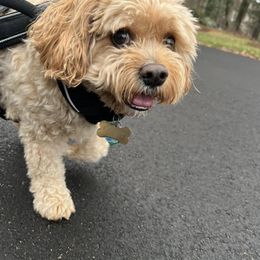 Cavachon, Cavalier King Charles Spaniel, and Cocker Spaniel All Grown Up from Walnut Grove Cavaliers