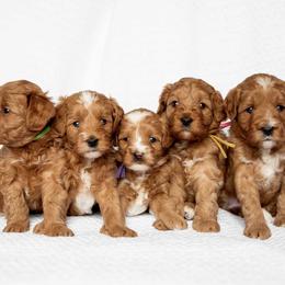 Goldendoodle puppies from Country Club Doodles