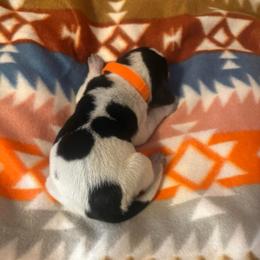 Smokey - Blue ticked and tan male Bluetick Coonhound puppy in Mount Pleasant, Texas from Harmons Hounds