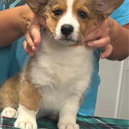 Mitch - Sable and white male Cardigan Welsh Corgi puppy in Blooming Grove, Texas from LoneStar Cardigan Welsh Corgis