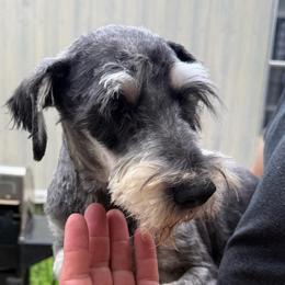 Fanny - Miniature Schnauzer