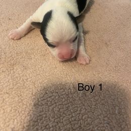 Male 1 - Parti male Yorkshire Terrier puppy in Watertown, New York from NNYYorkies