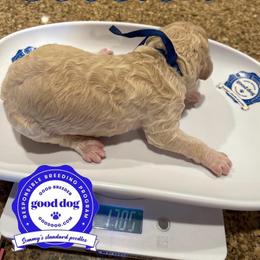 Boston - Cream male Poodle puppy in Mobile, Alabama from Semmy’s Standard Poodle LLC