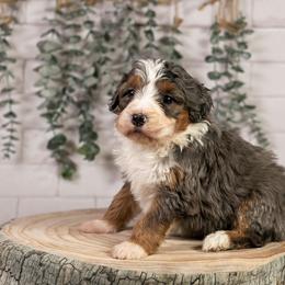 Luge - Standard Bernedoodle - Blue merle female Bernedoodle puppy in Eureka, Illinois from Joley Aire Family Dogs