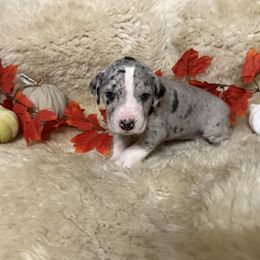 Girl 3 - female Great Dane puppy in Plumstead Township, Pennsylvania from Gresko Danes