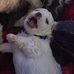 Finley - White male Bichon Frise puppy in Eaton Rapids, Michigan from JMs Bichons