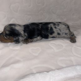 Dachshund Puppies from Davis Dachshunds