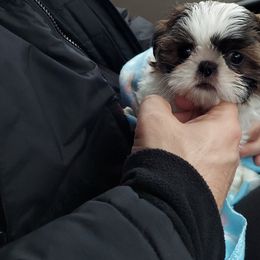 Shih Tzu Puppies from N.F.S.T Imperial ShihTzu Puppies.