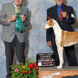 Lucy - Ibizan Hound