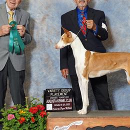 Lucy - Ibizan Hound