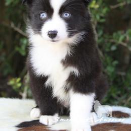 Australian Shepherd Puppies from Smokin K Aussies