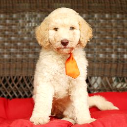 Australian Labradoodle, Bernedoodle, and Goldendoodle Puppies from Golden Fields Doodles