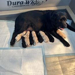 Labrador Retriever Puppies from Labs of Woodhaven