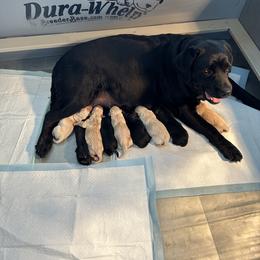Labrador Retriever Puppies from Labs of Woodhaven
