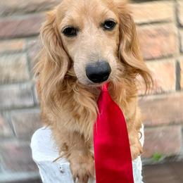 Woody - Dachshund